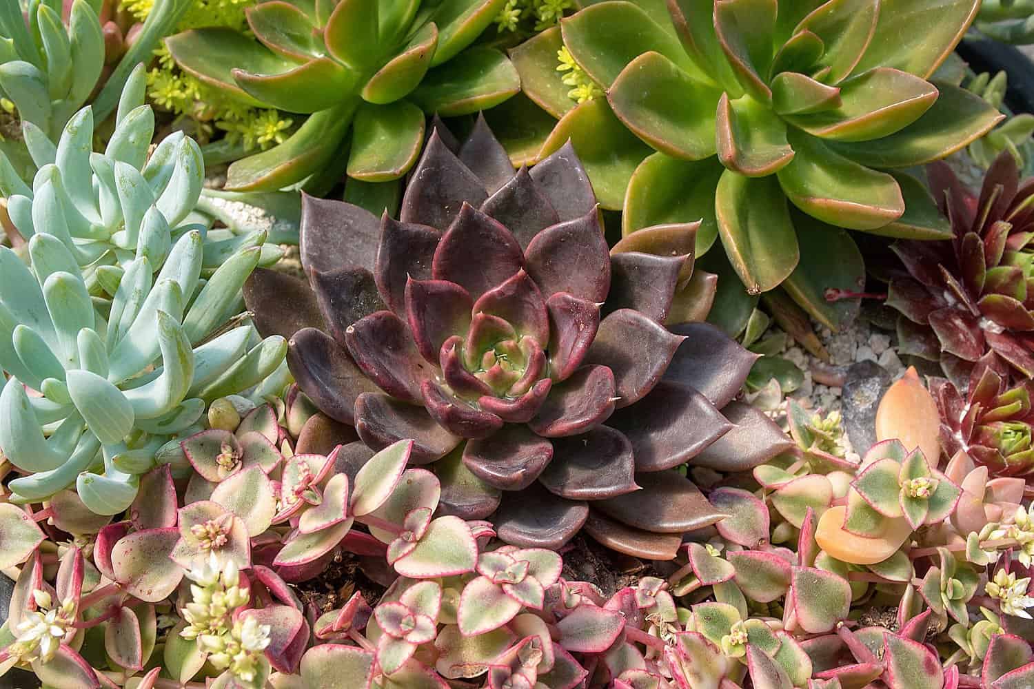 Garden with different types of succulents