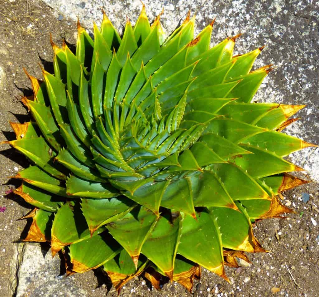 aloe polyphylla 'spiral aloe' in the sun