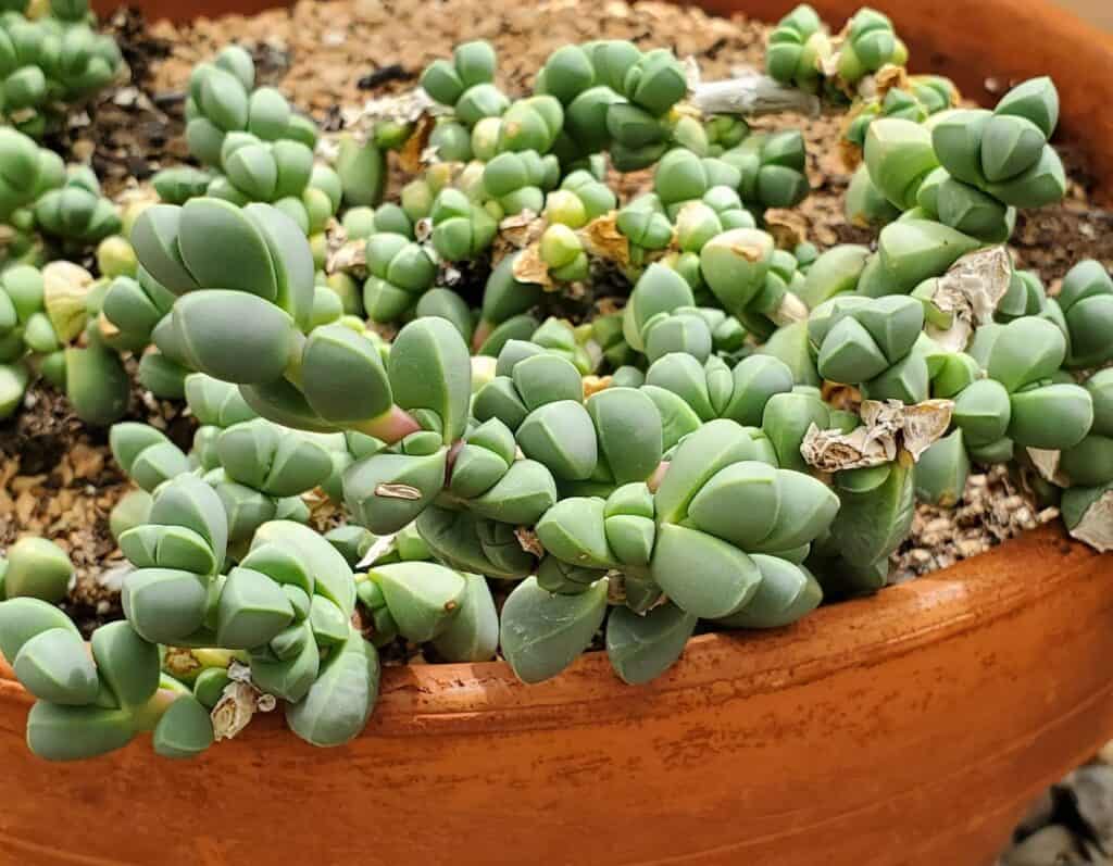 corpuscularia lehmannii / delosperma lehmannii (ice plant)