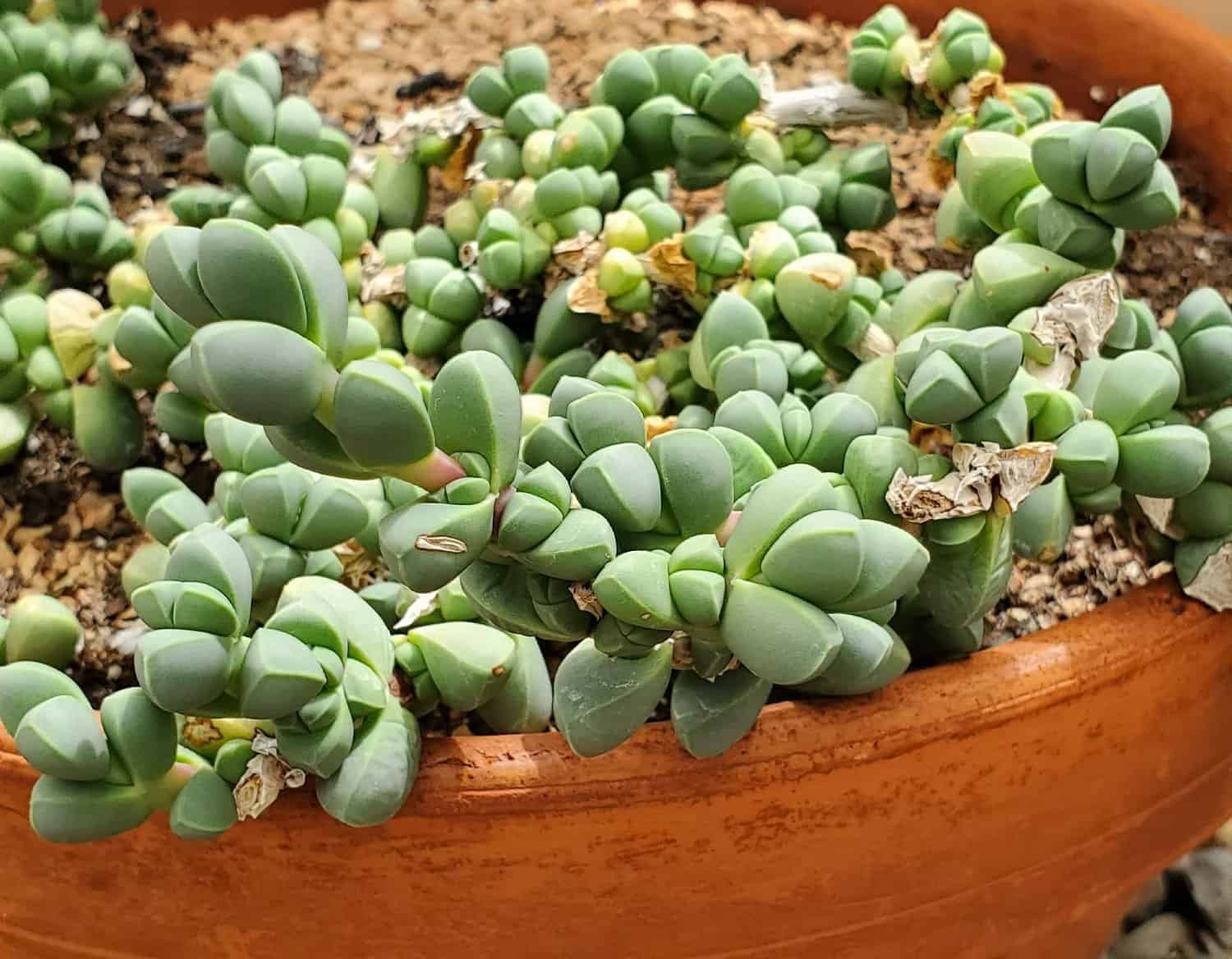 15 Best Succulents for Full Sun (Drought Tolerant Species)