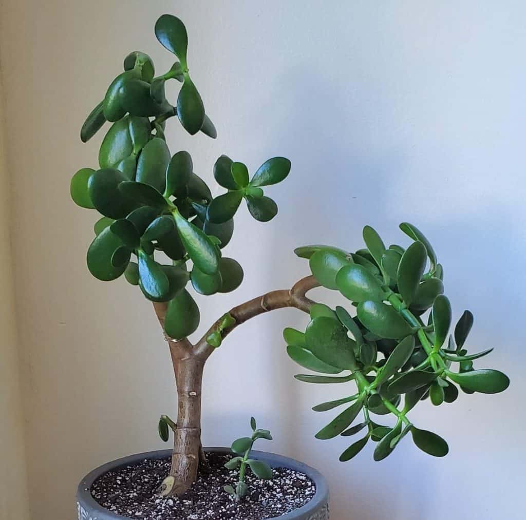 crassula ovata 'jade plant'