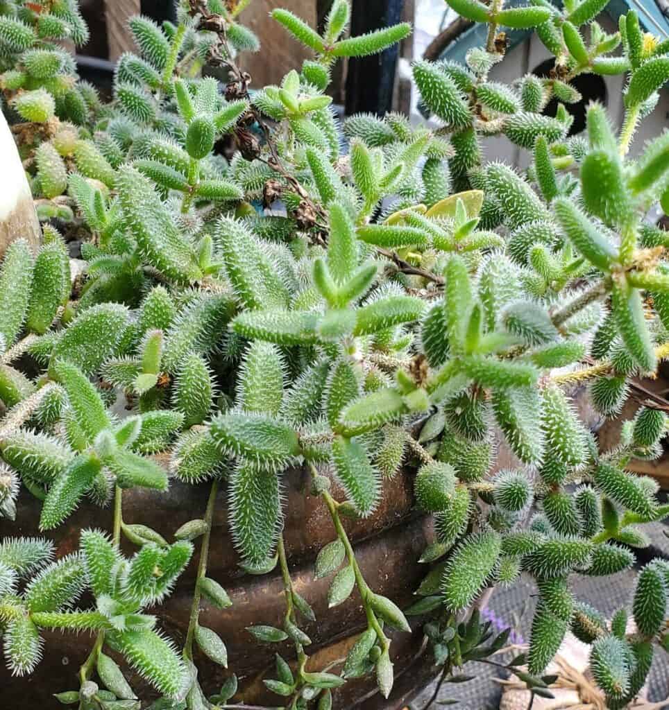 delosperma echinatum 'pickle plant'