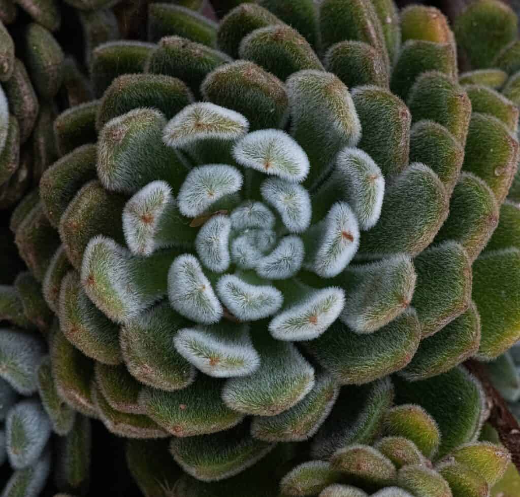 echeveria setosa