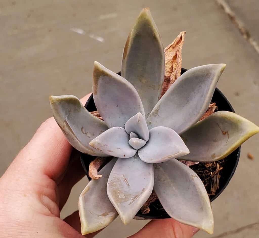 graptopetalum paraguayense 'peach'