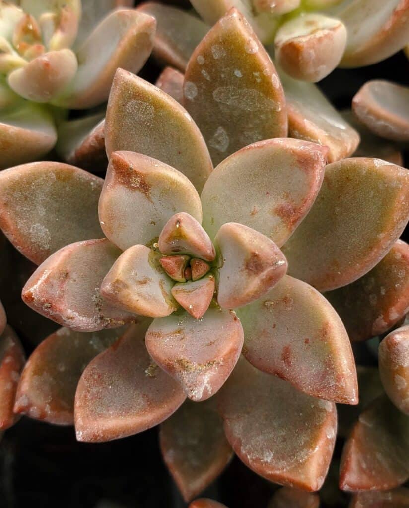 graptosedum 'vera higgins'