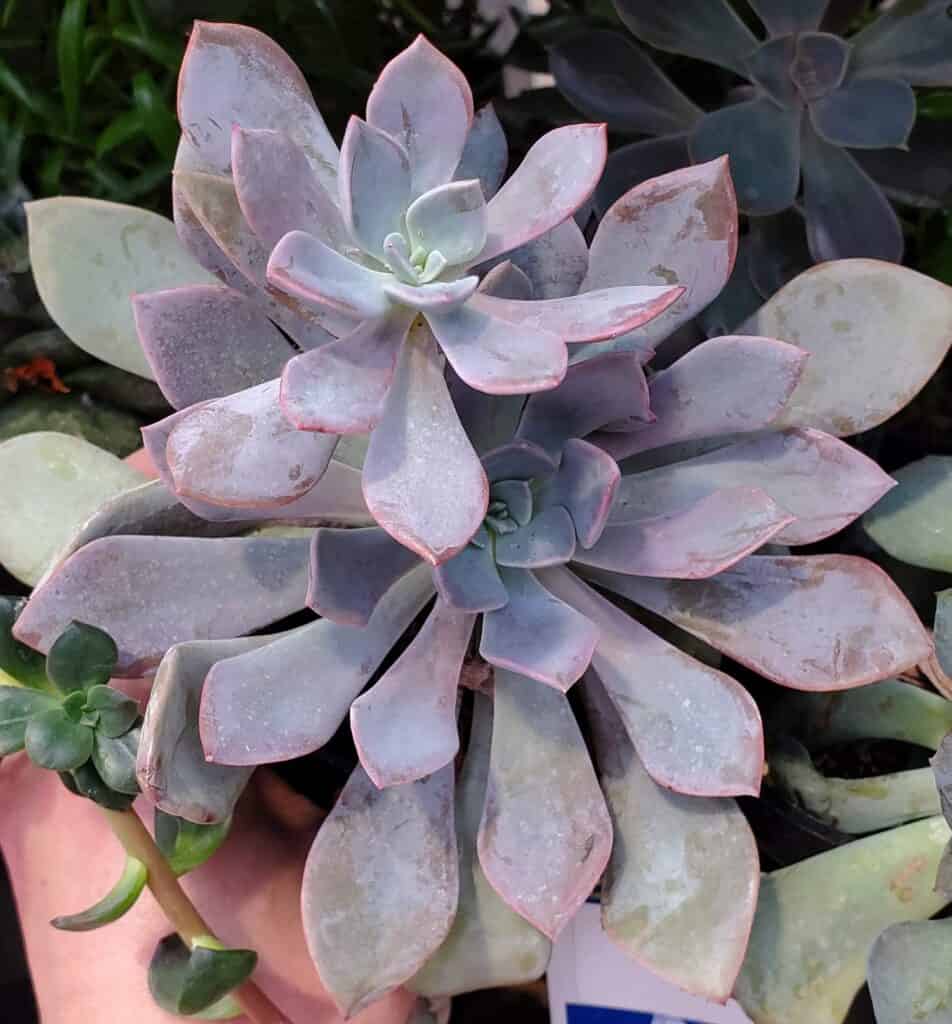 graptoveria 'debbie'