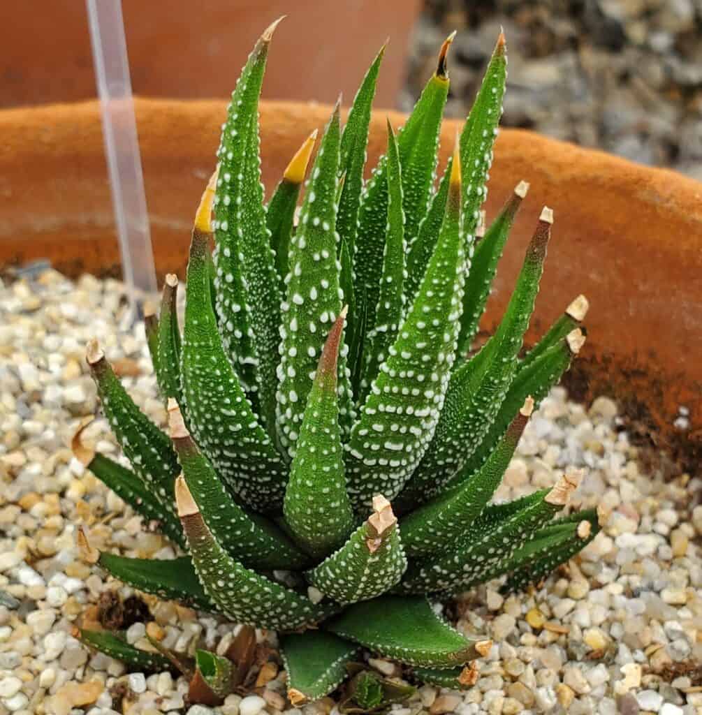 haworthiopsis fasciata 'zebra haworthia'