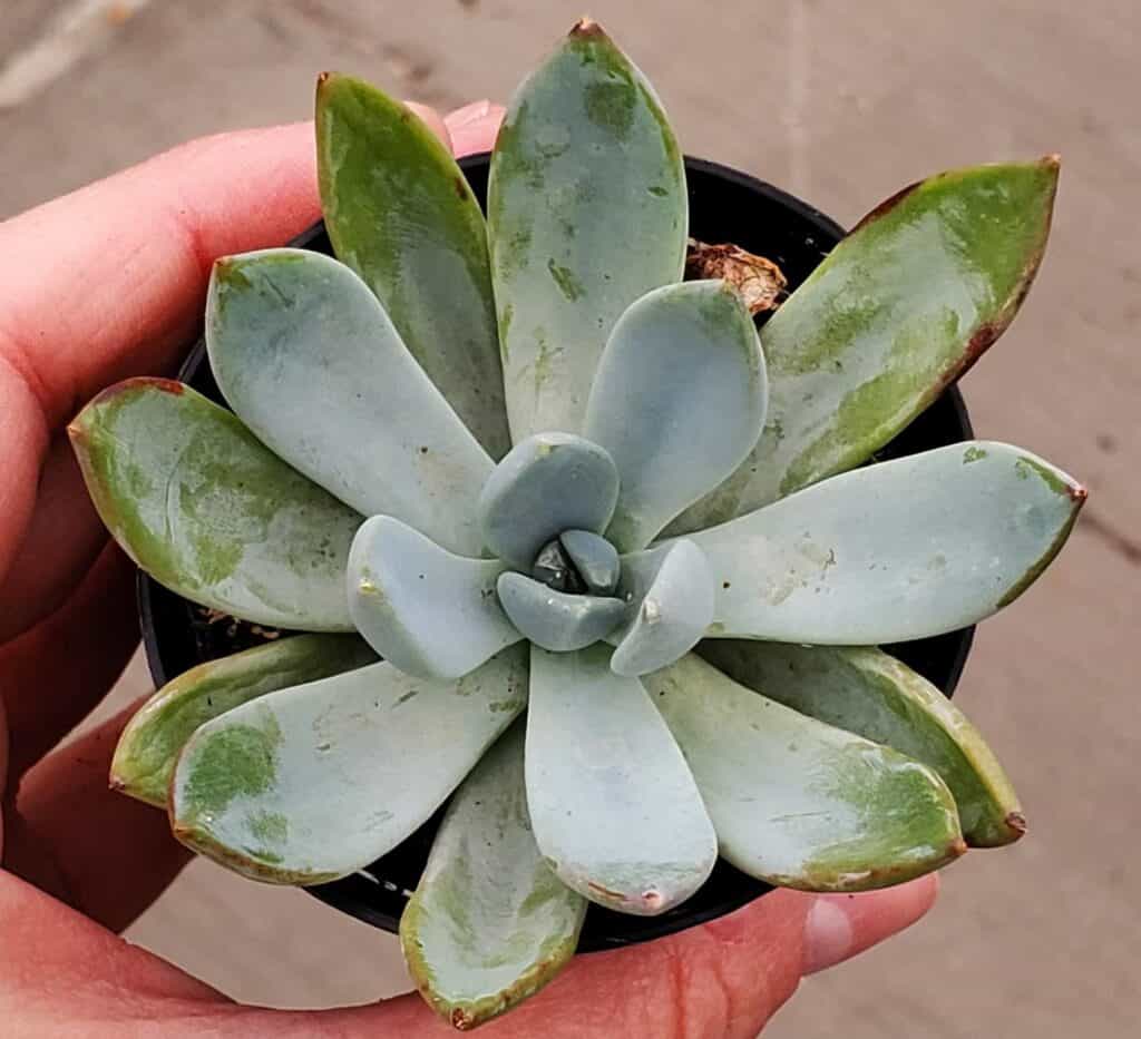 pachyveria 'blue quartz'