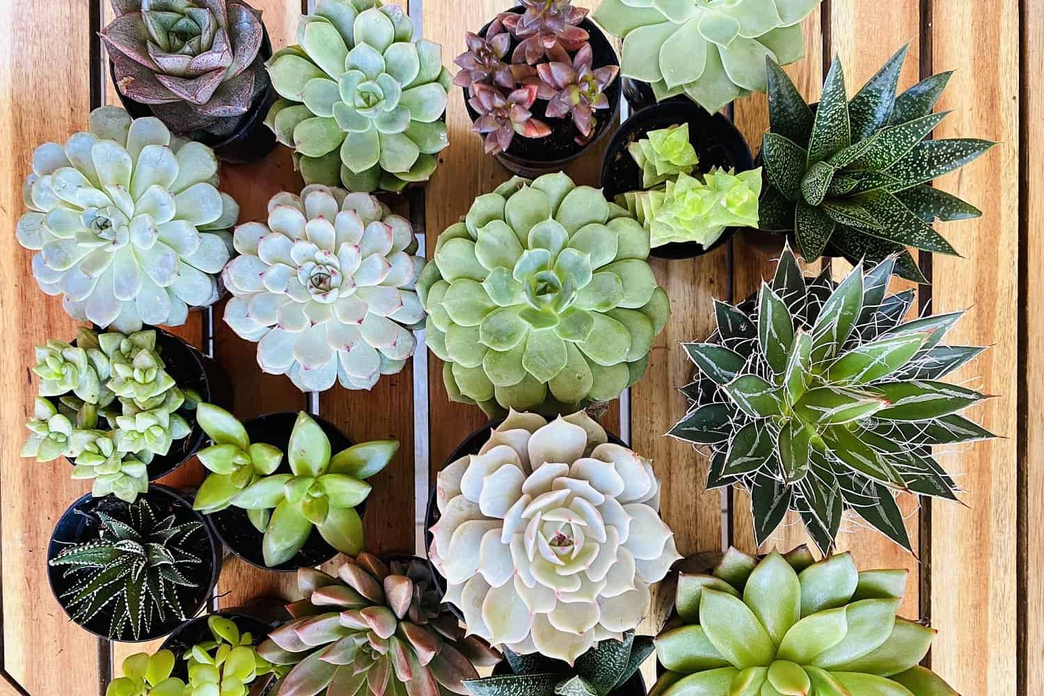 14 Rosette Succulents You Need in Your Collection