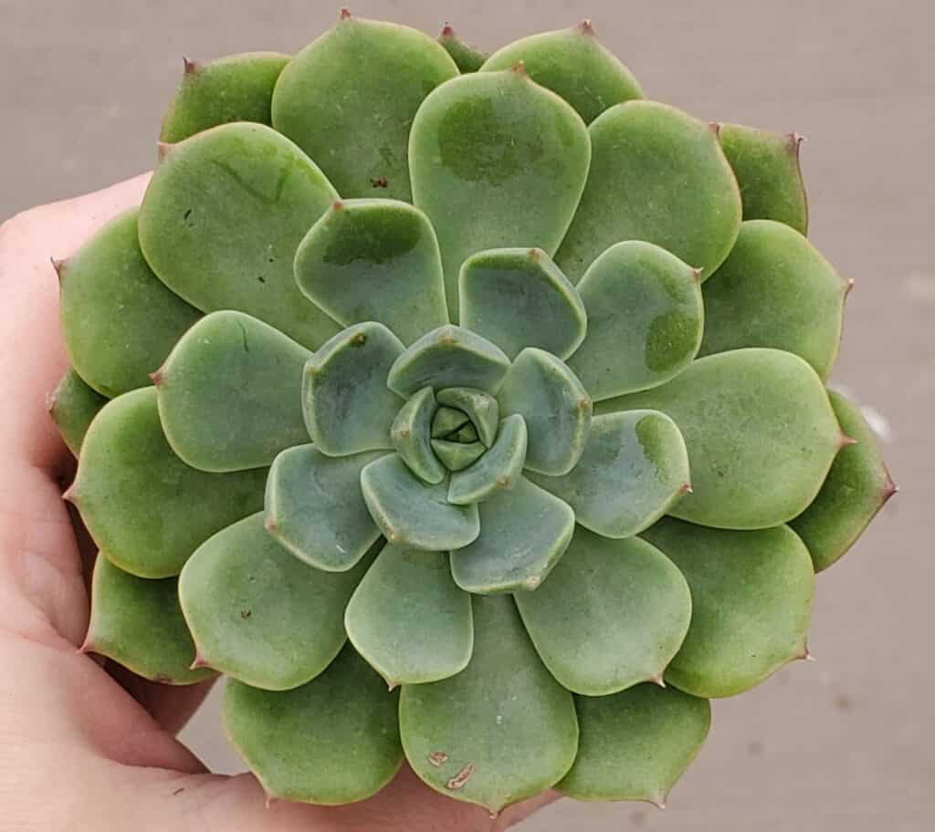 sedeveria 'blue elf'