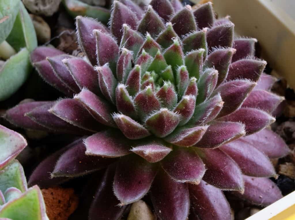 types of fuzzy succulents