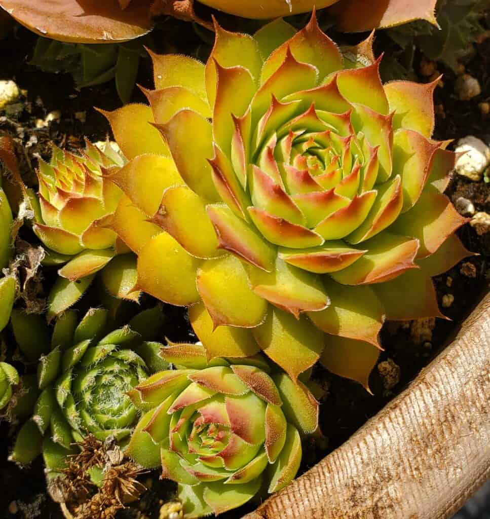 sempervivum 'gold nugget'