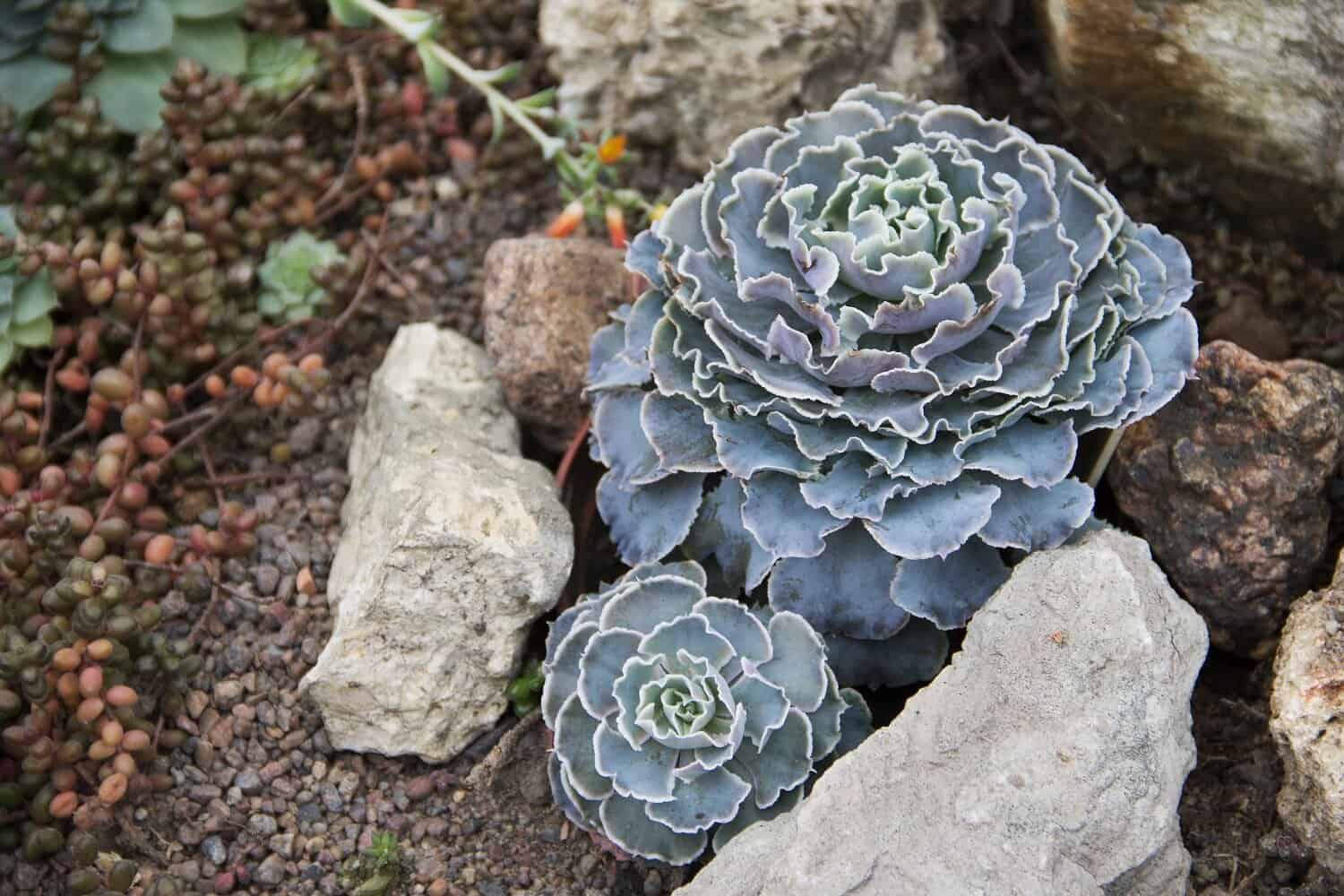 How to Care for Succulents Outdoors