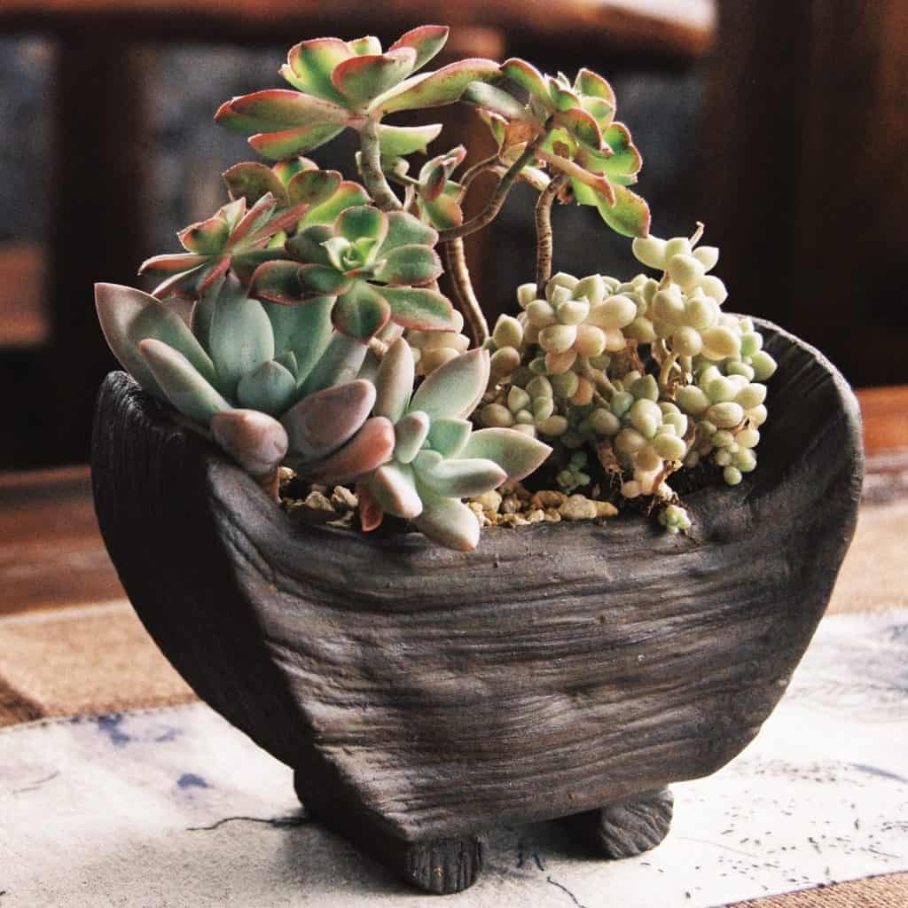 natural wood Christmas succulent centerpiece