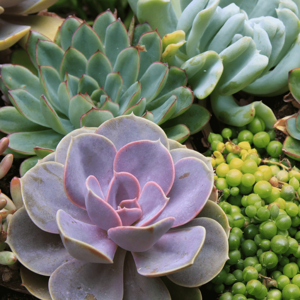 Purple succulent