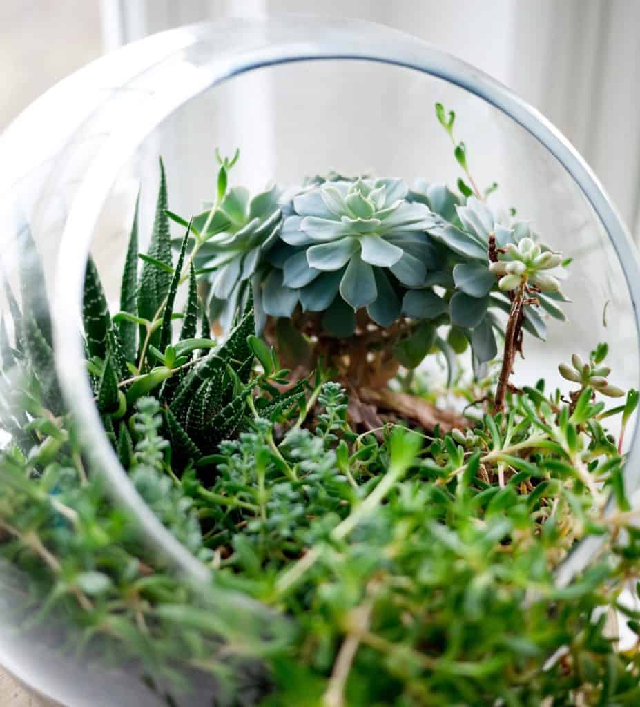 Succulent terrarium