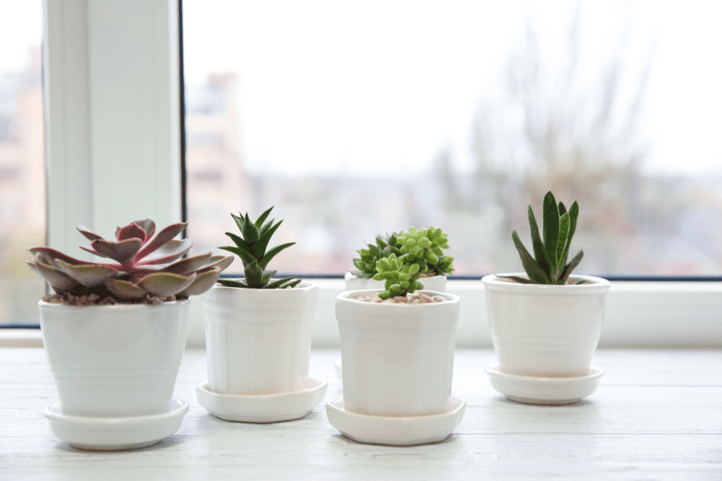 Succulents arranged on a table