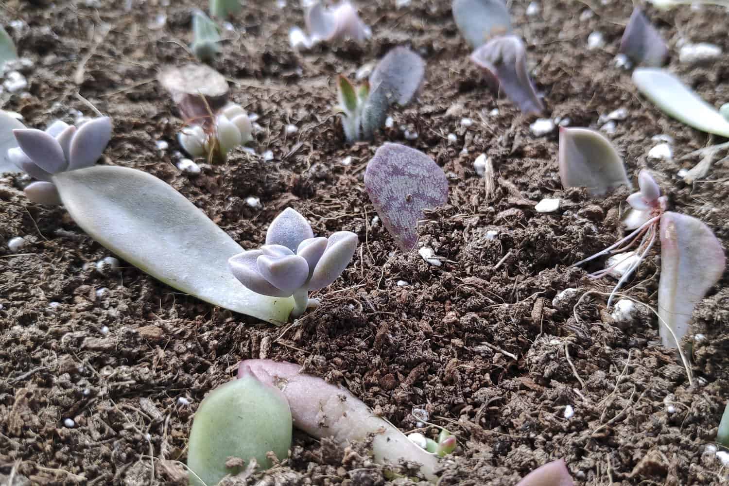 How to Propagate Succulents from Leaves, Stems, and Cuttings