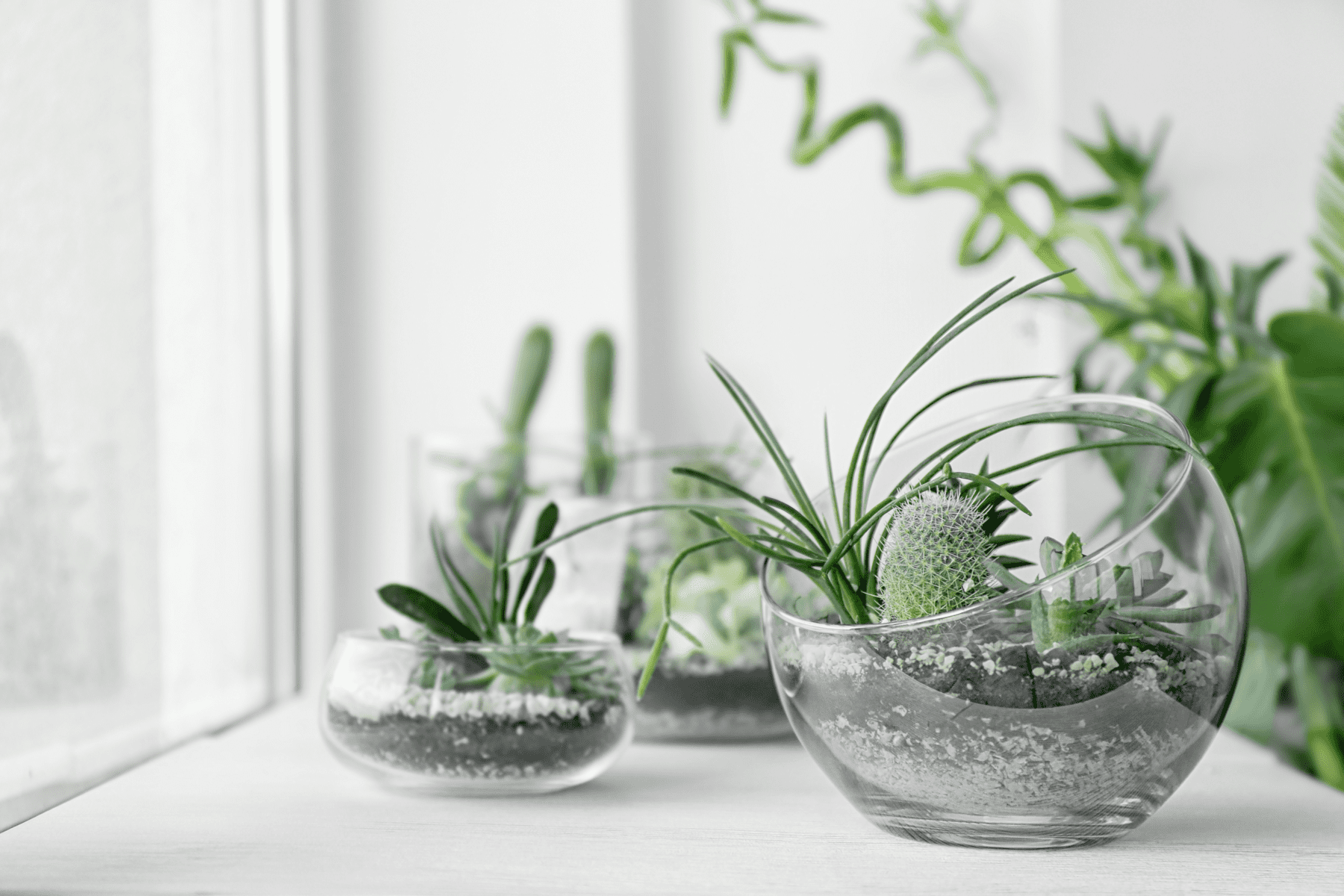 Succulents sitting inside by a window