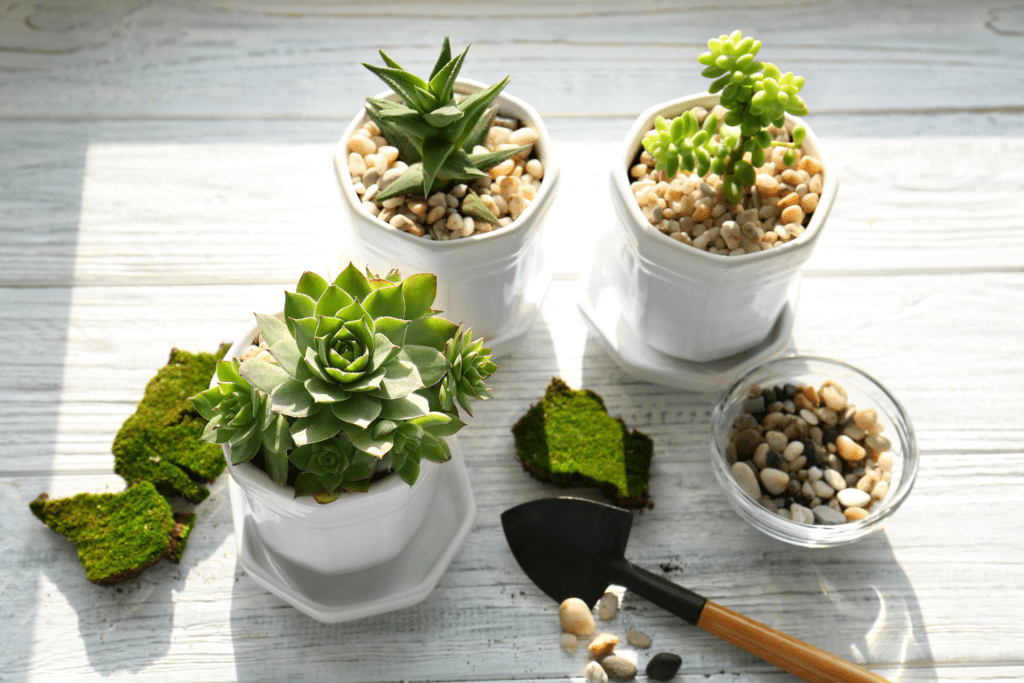 Succulents with spade, soil and pebbles