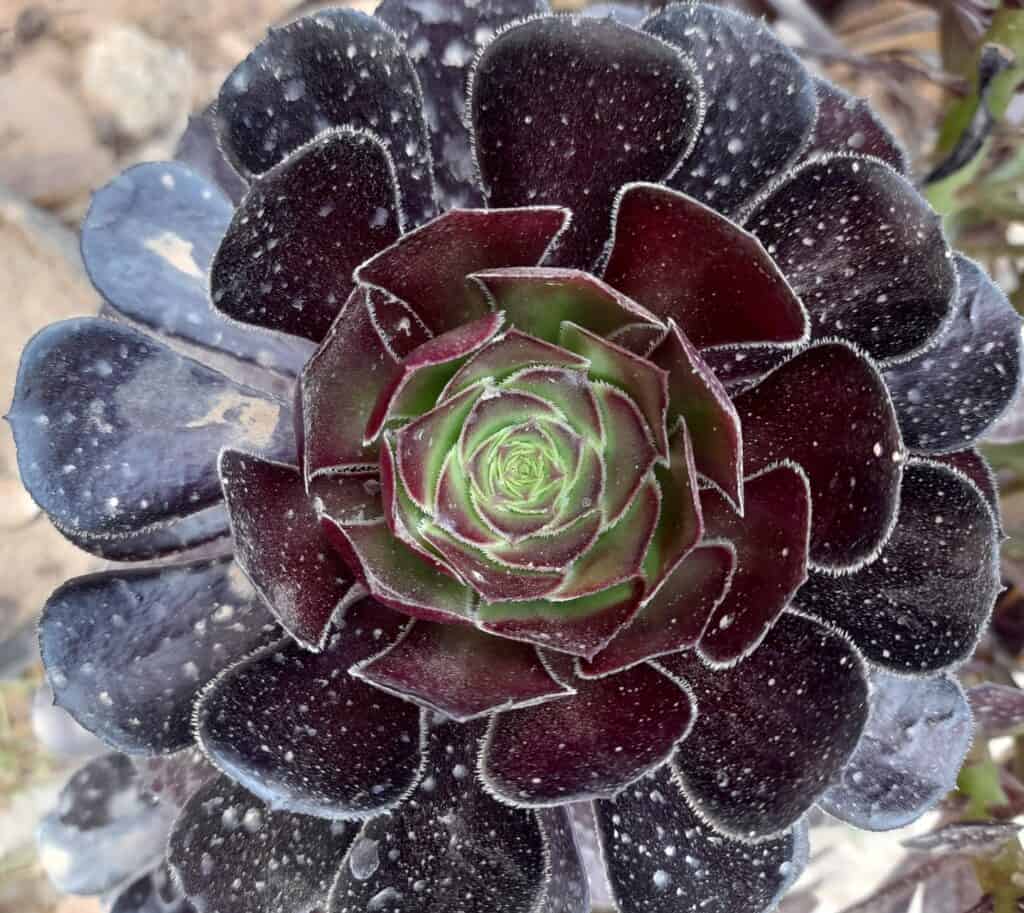 aeonium arboreum 'zwartkop' (black rose)