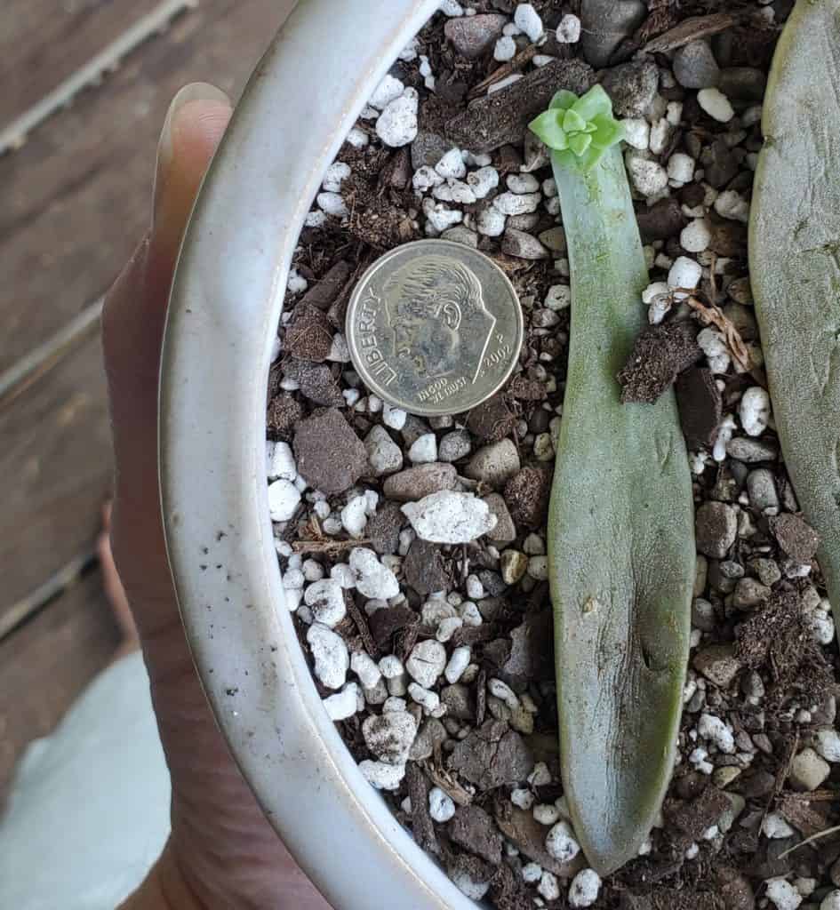 baby succulent propagated from a leaf next to a dime