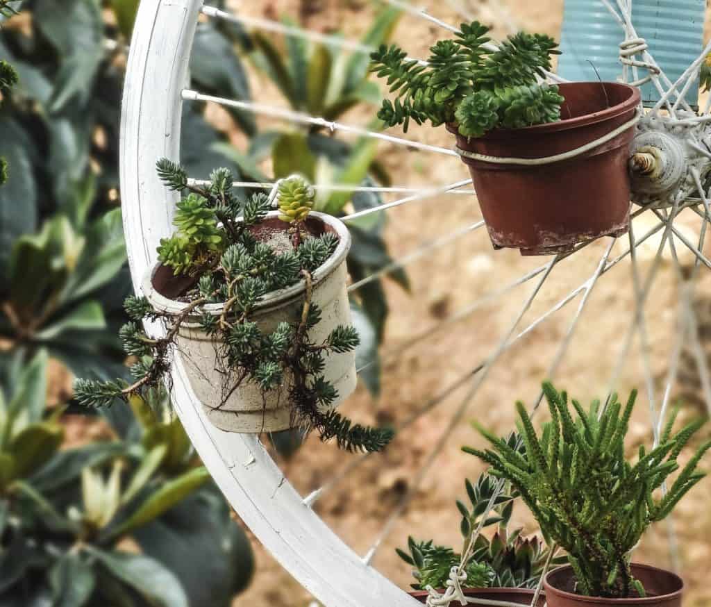 bike wheel succulent planter