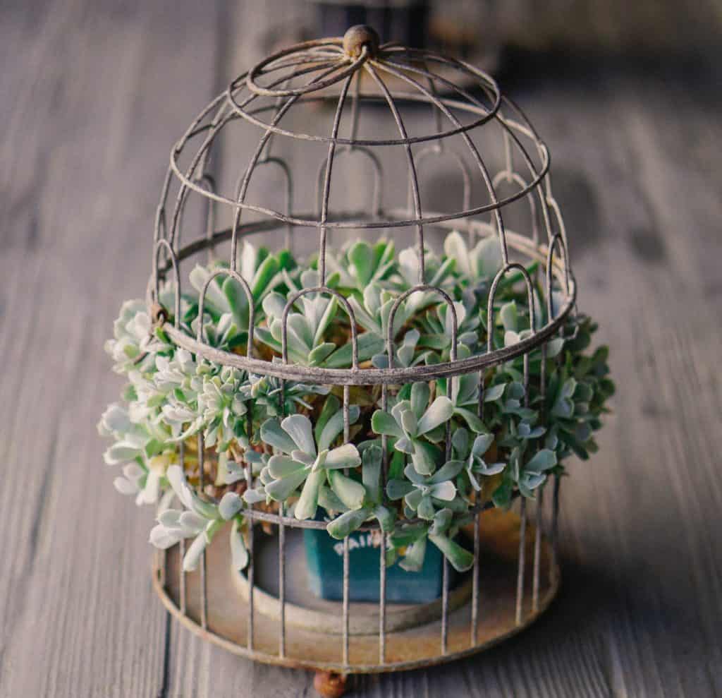 bird cage succulent planter