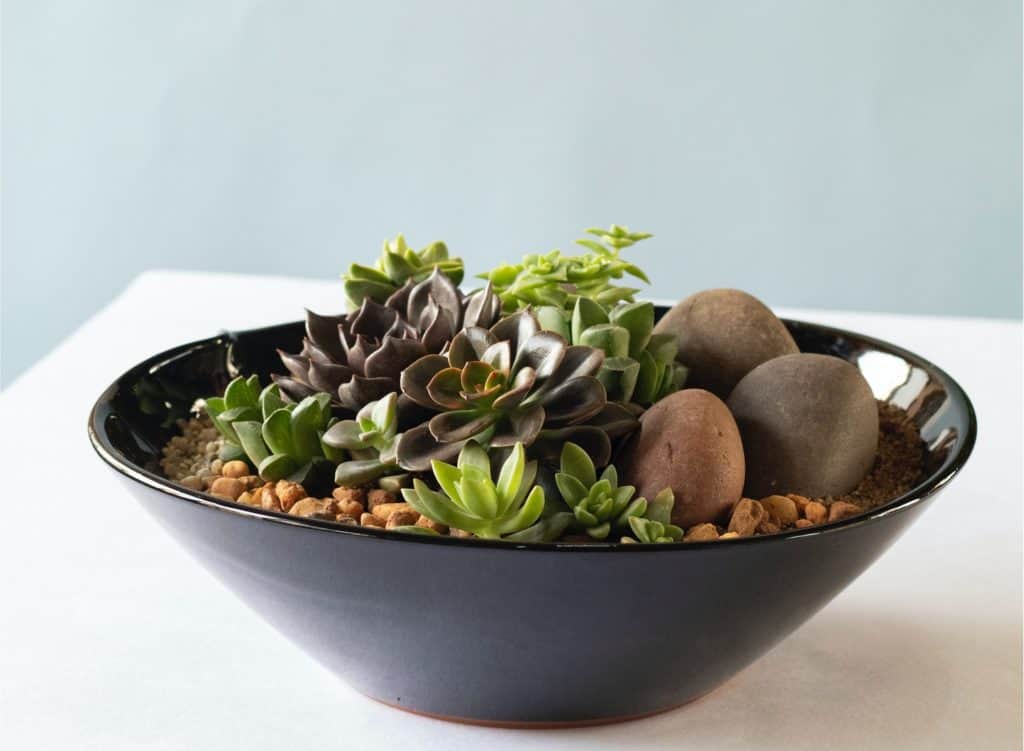 black bowl succulent planter