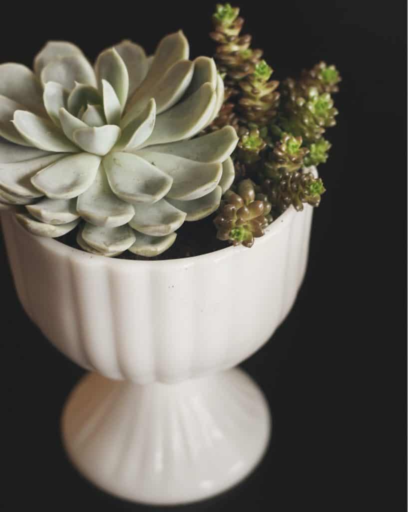 ceramic pedestal succulent planter