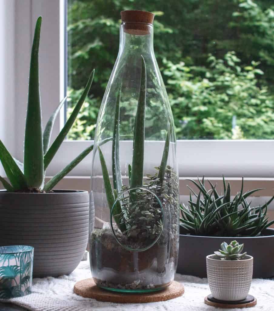 clear glass bottle succulent planter