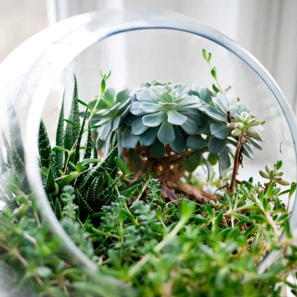 clear glass fishbowl succulent planter