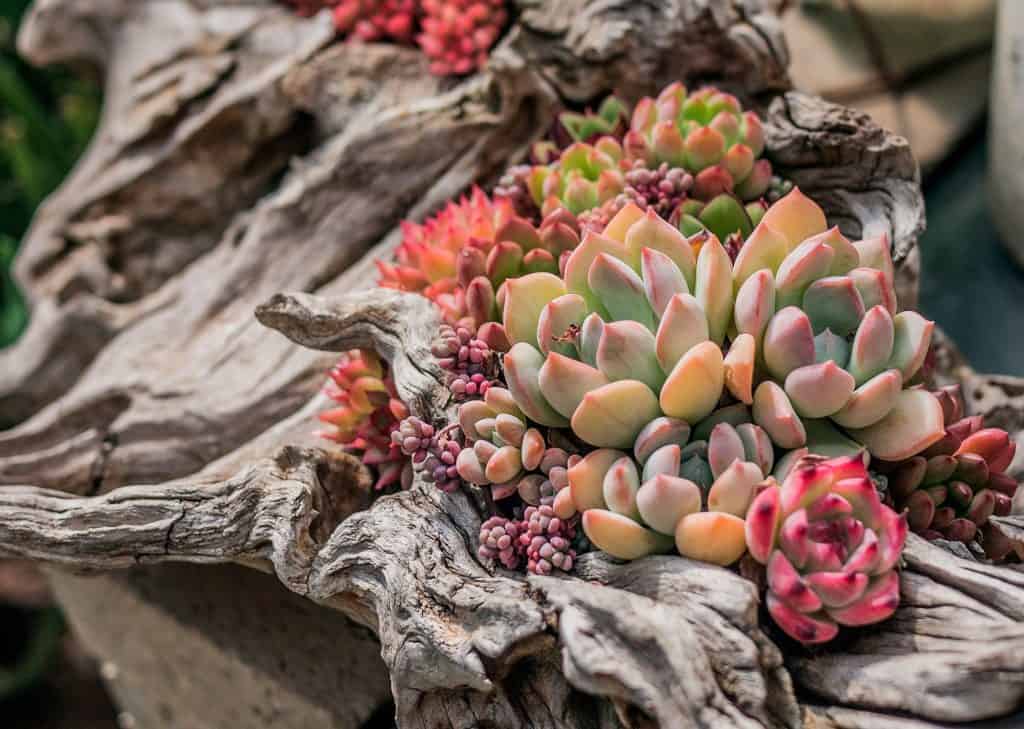 driftwood succulent planter