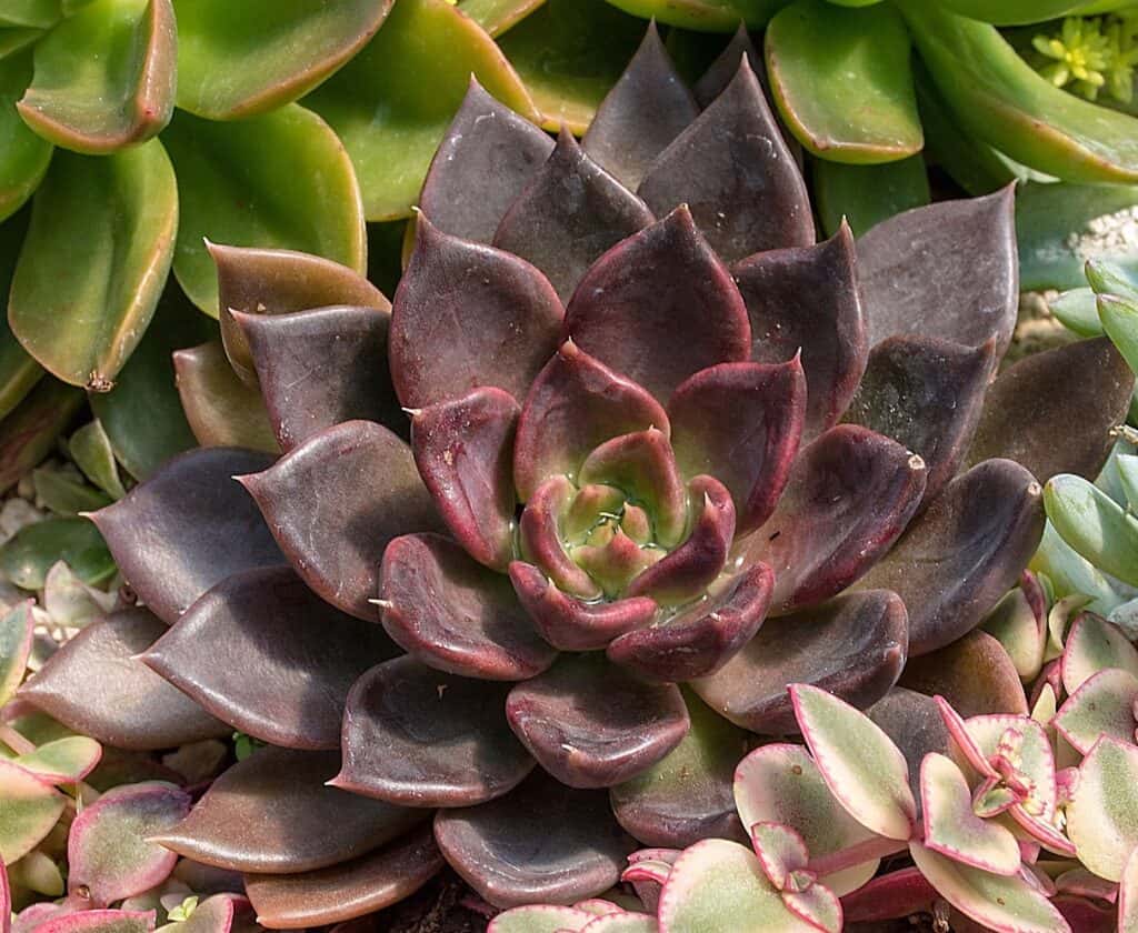 echeveria 'black prince'