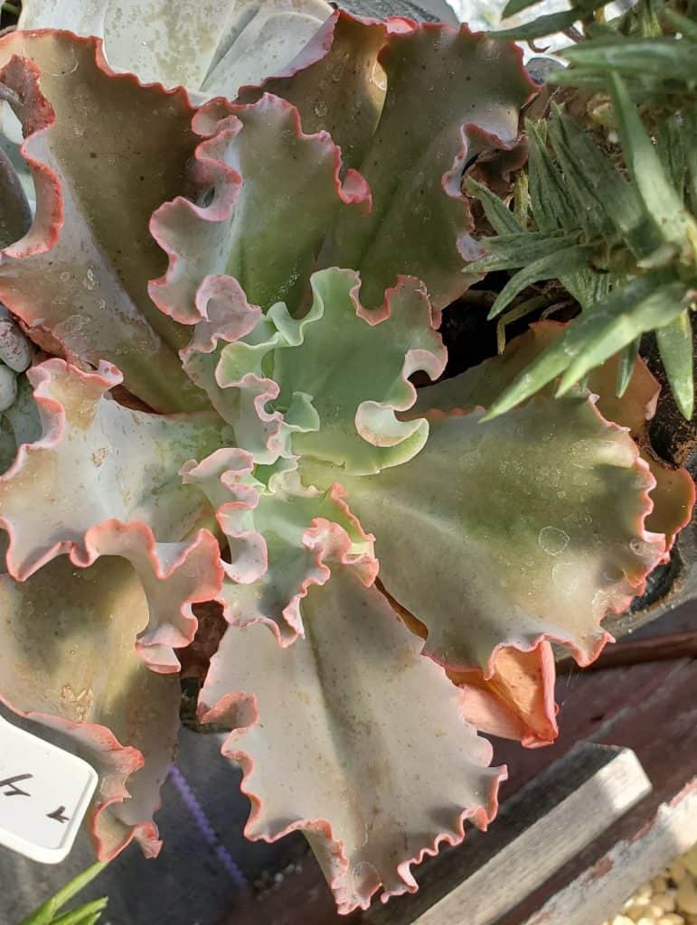 echeveria blue curls with red tips