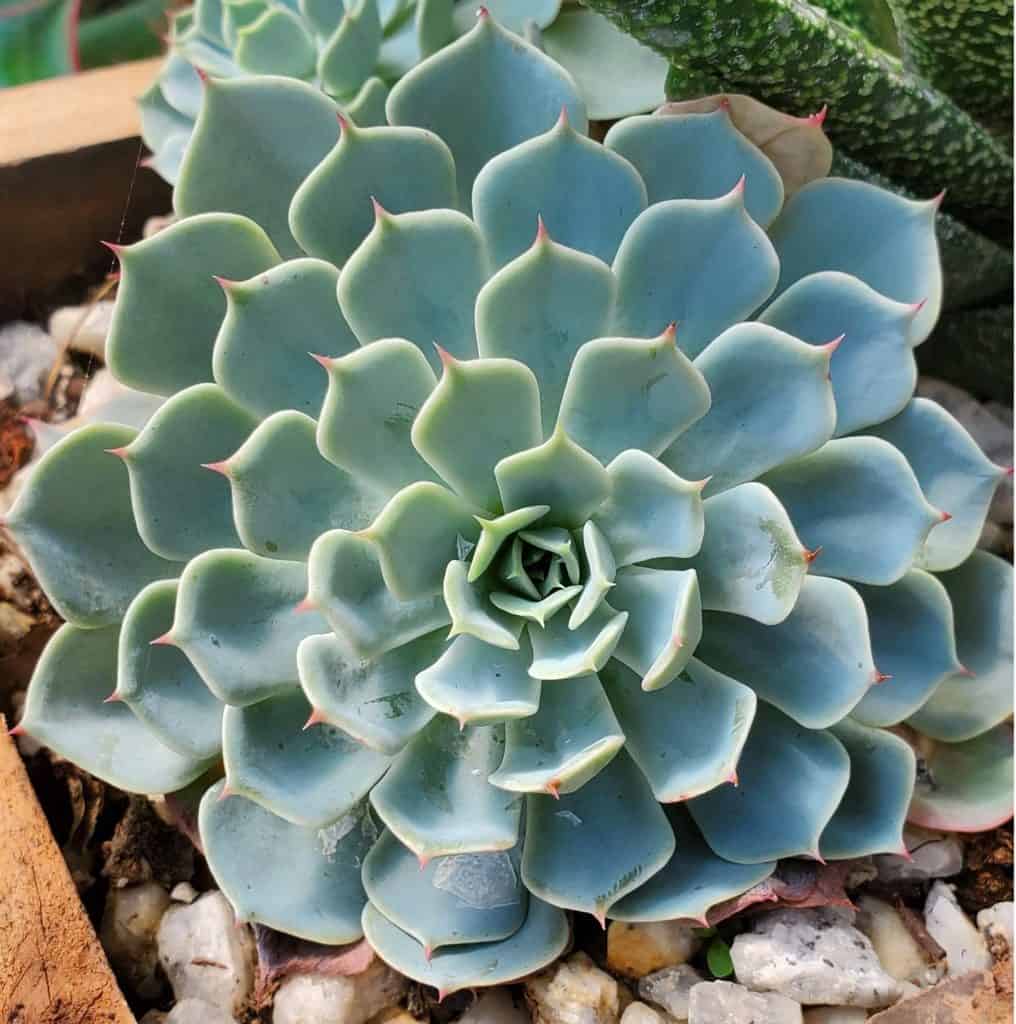 echeveria elegans 'mexican snowball'