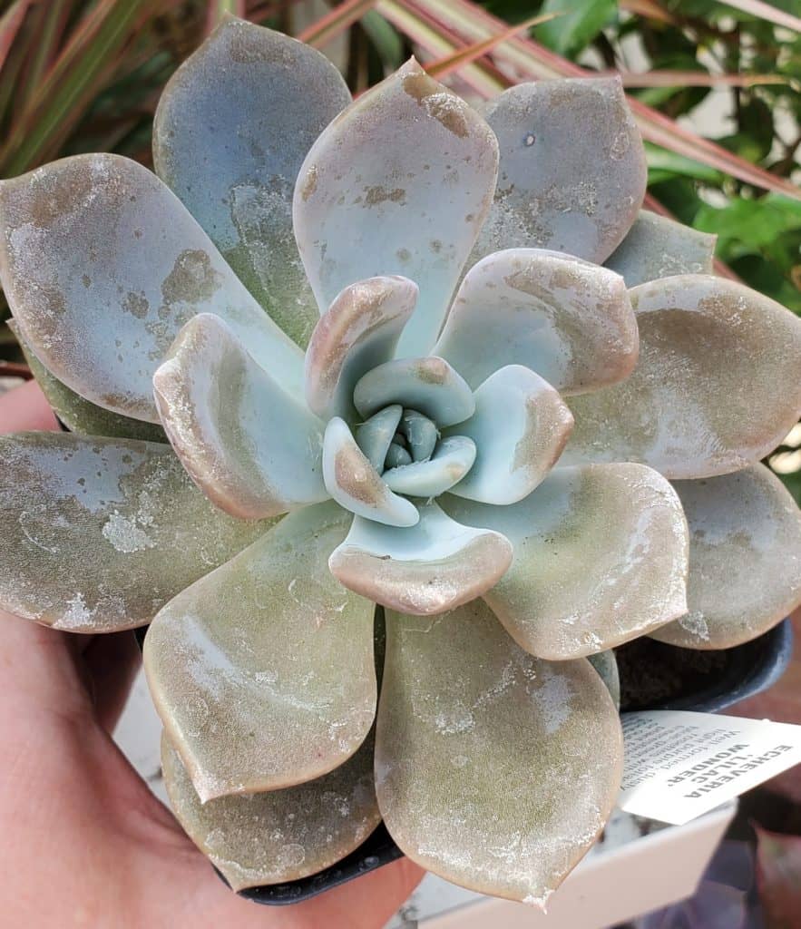 Echeveria 'lilac wonder'