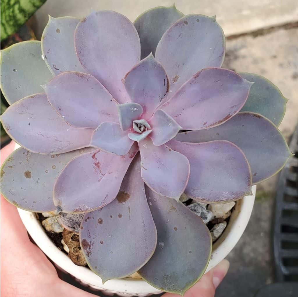 echeveria ‘perle von nurnberg’