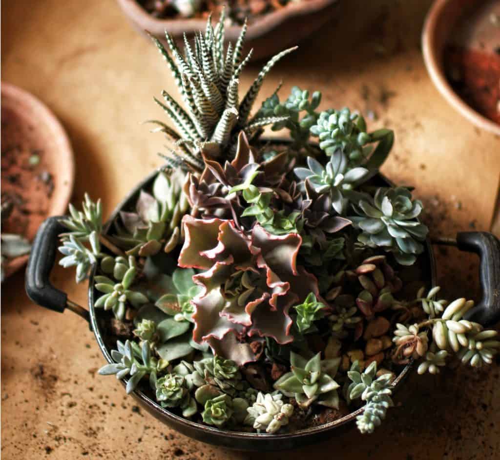 frying pan succulent planter