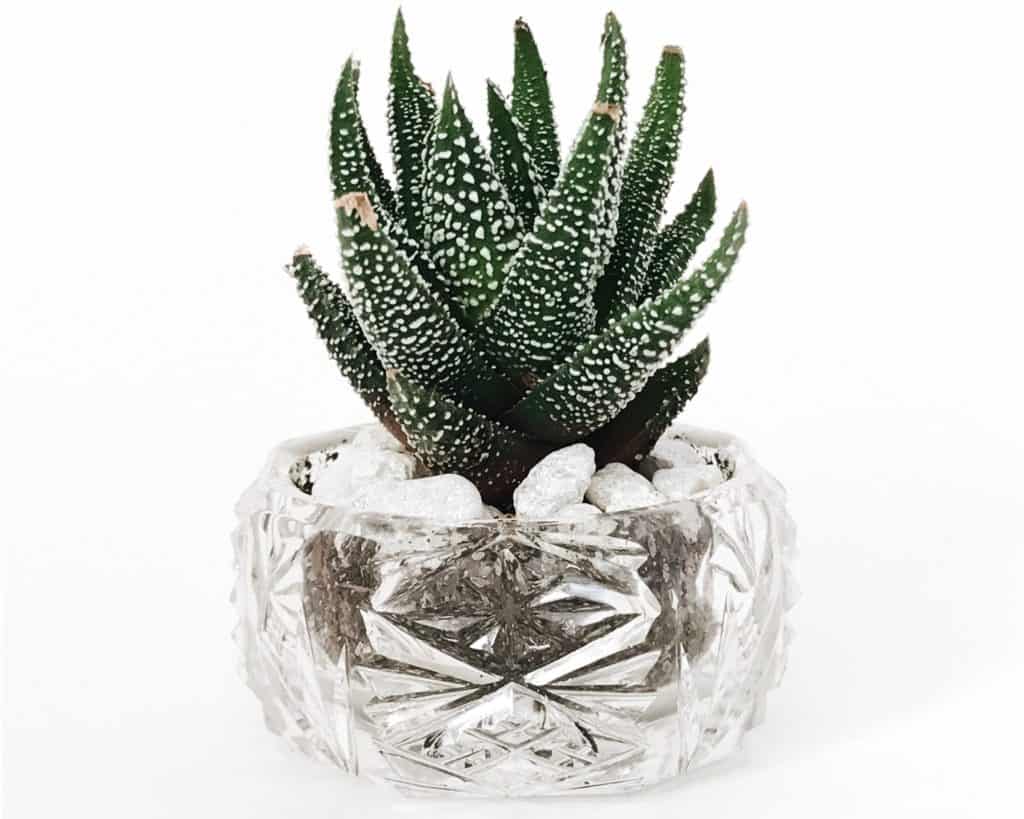 glass container succulent planter