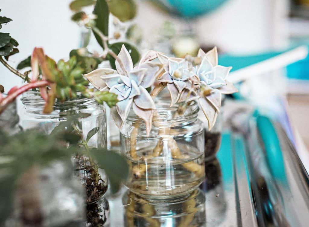 glass  jars with succulents