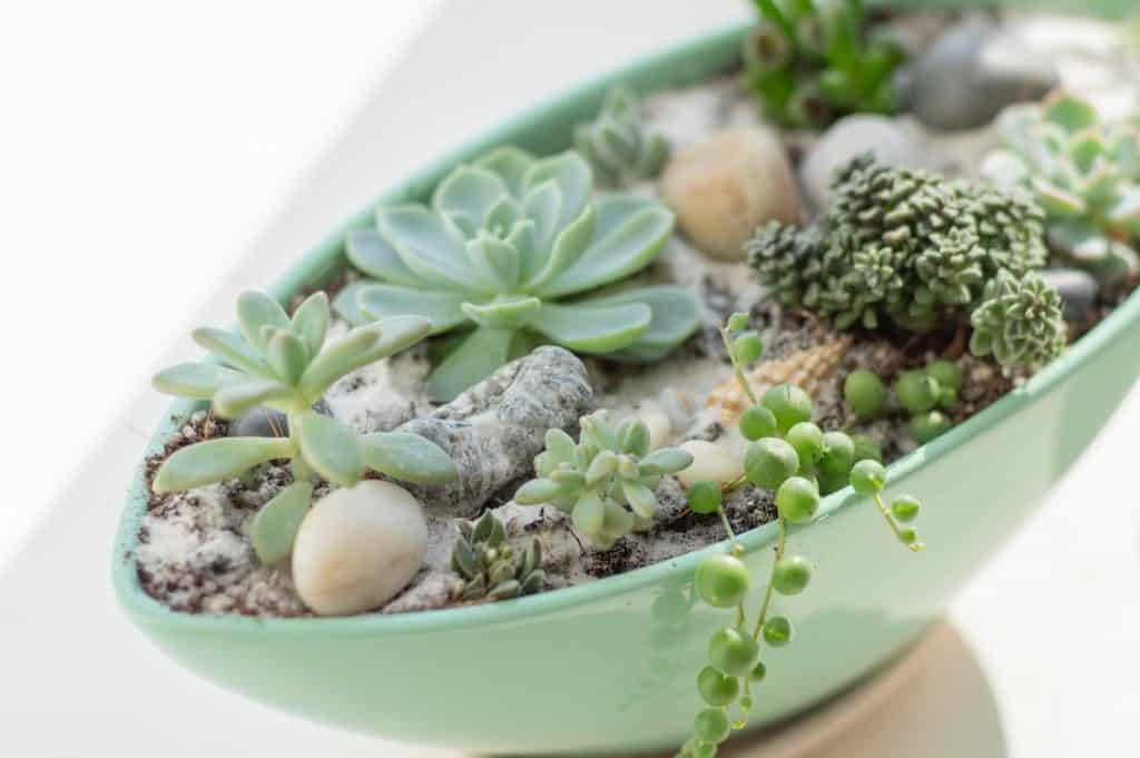 green oblong shallow dish with succulents