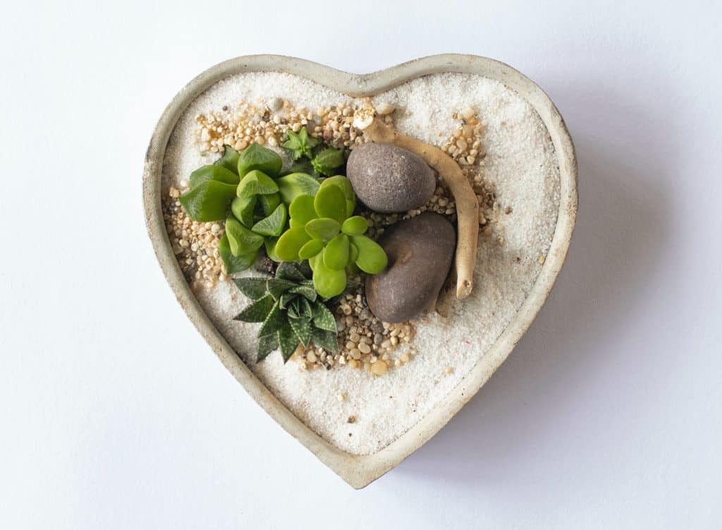 heart shaped shallow dish succulent planter