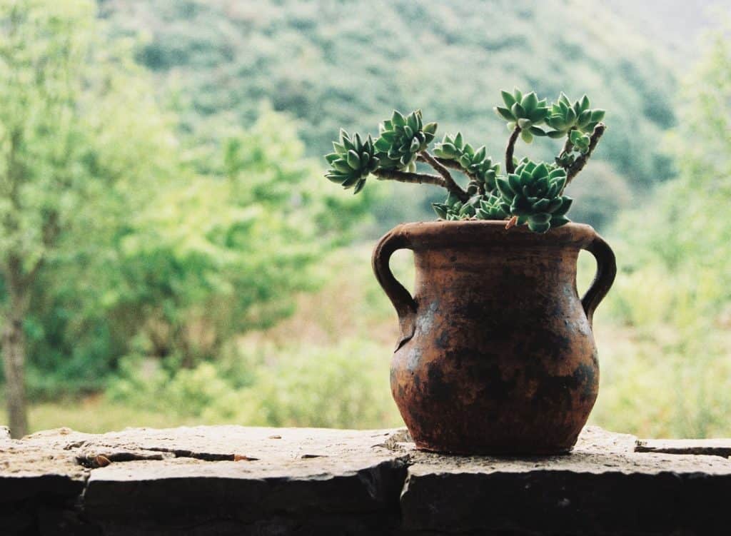 jug succulent planter