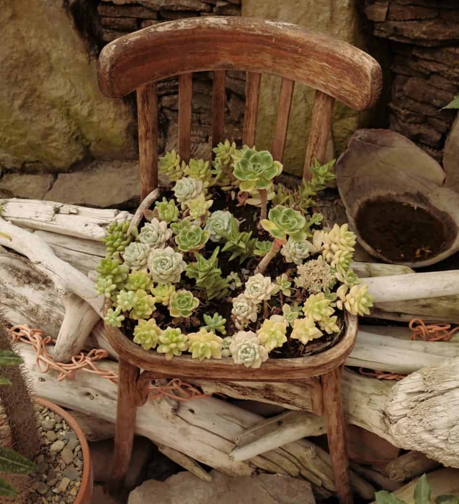 old wooden chair planter