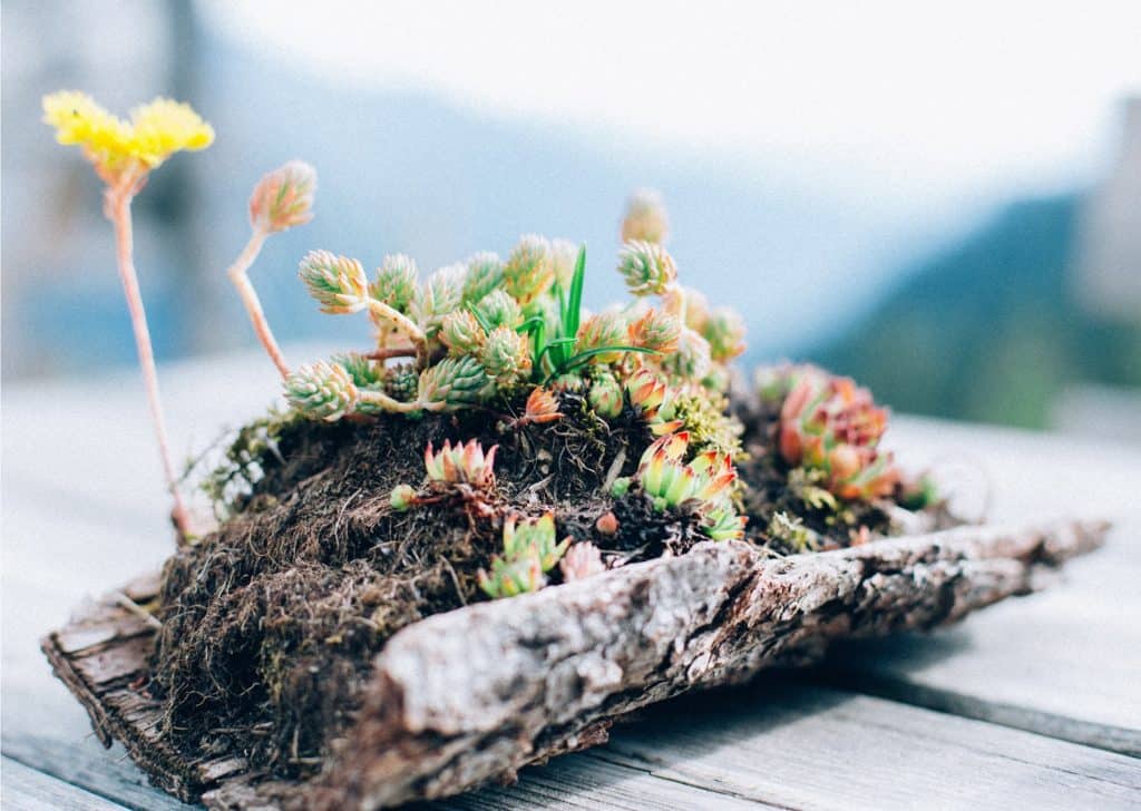 piece of bark succulent planter