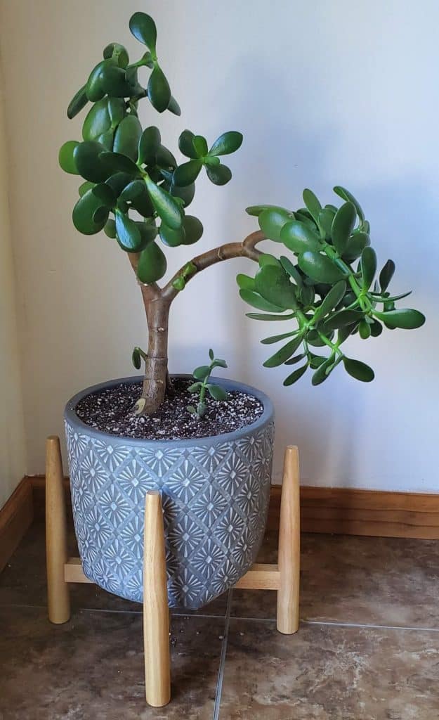 propagated jade plant in a gray pot