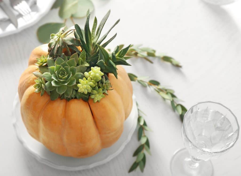 pumpkin with succulents