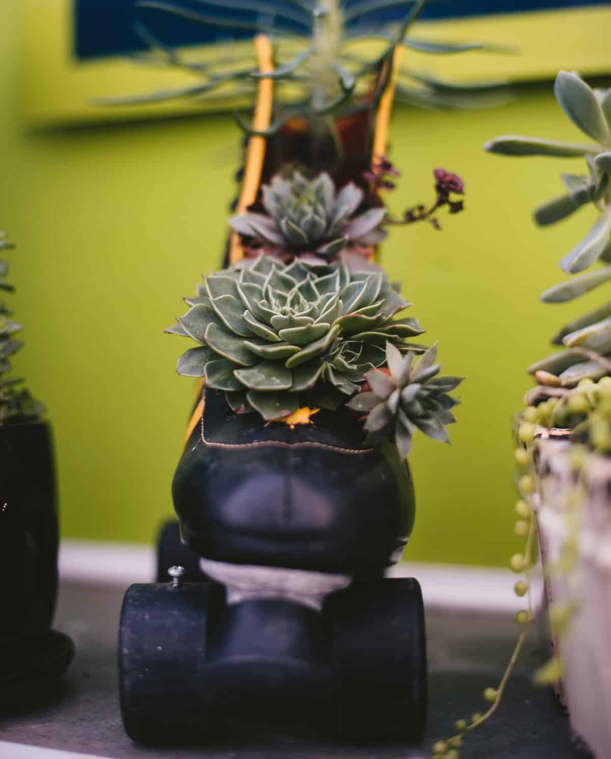43 Creative Succulent Planter Ideas for Indoor or Outdoor