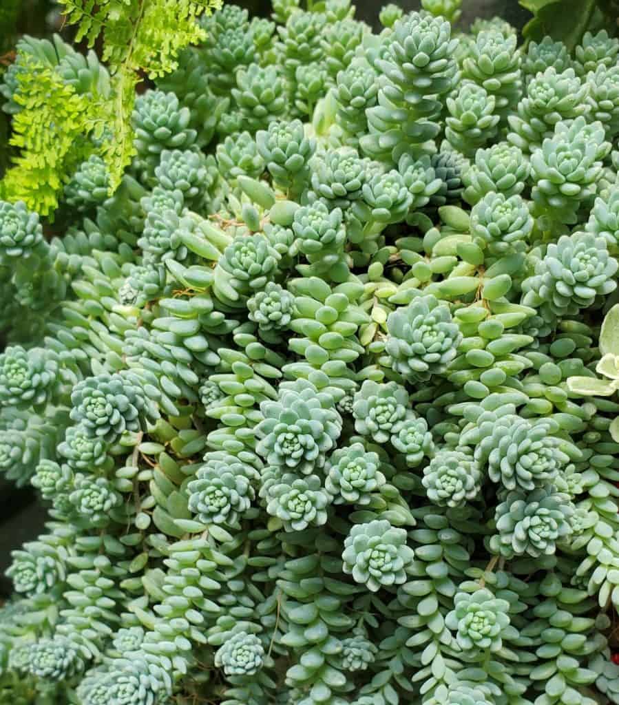 sedum dasyphyllum 'major' (corsican stonecrop)